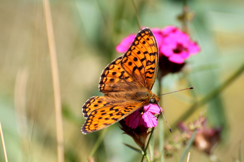 Argynnis (Fabriciana) niobe